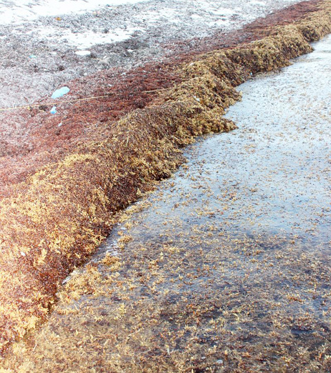 Huge amounts of seaweed pile along the shoreline in Bodden Town as visitors take in the oceanfront scenery. – Photo: Jewel Levy.