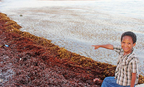 Sargassum seaweed accumulates on Coe Wood Public Beach in Bodden Town, making it difficult for young swimmers like Tyrece Whittaker to enjoy the water. – Photo:Jewel Levy