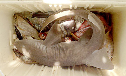 Illegal catch: This image of a juvenile nurse shark was posted to the DoE