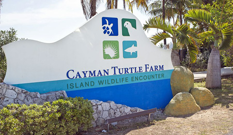 The population of the turtle farm has increased to more than 8,000 turtles from under 7,000 five years ago. - PHOTO: CHRIS COURT