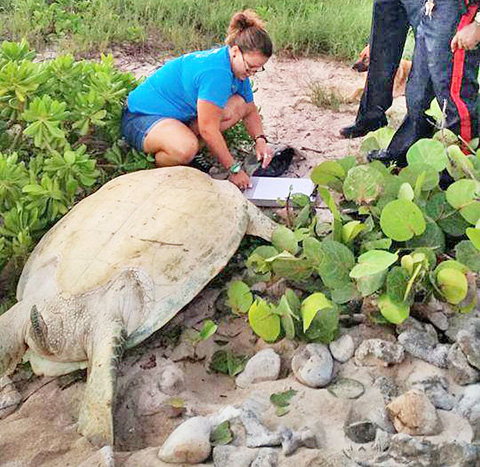The turtle was identified by a tag fitted by researchers after it was rescued in West Bay.
