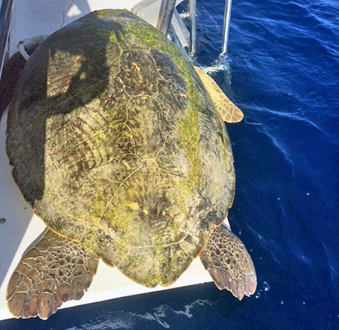 The turtle was found dead in the water by divers last month.