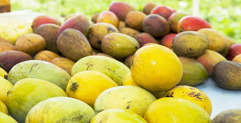 It’s been a fruitful mango season in Cayman this year. – PHOTO: TANEOS RAMSAY