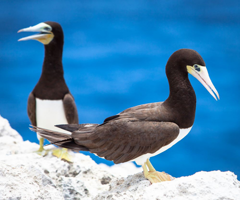 brown boobies