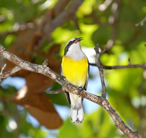 Bananaquit-in-Cayman-Brac