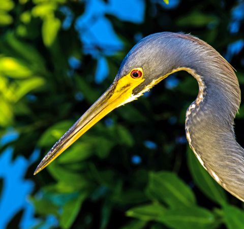 A-tricolored-heron