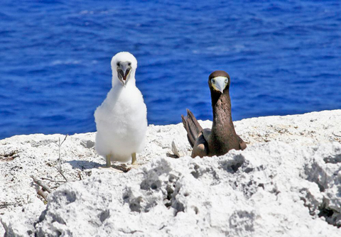 Bluff-boobies-with-baby-ii