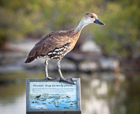 West-Indian-whistling-duck