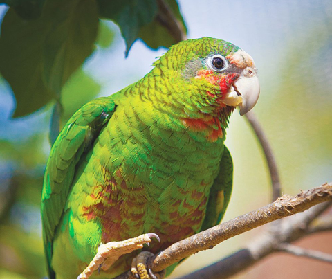The-Grand-Cayman-Parrot