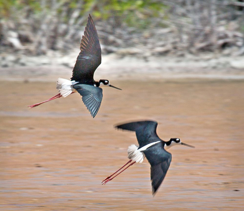 Black-necked-stilts