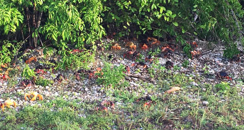 Land crabs leave their inland habitats to migrate to coastal waters during mating season.
