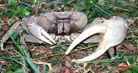 White land crab populations will be surveyed in the study.