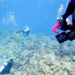 Reef recovery effort continues