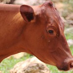 Cows on the moo-ve