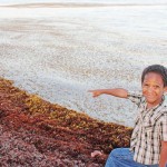Seaweed a bane for swimmers, fishermen
