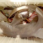 Fishermen warned over illegal shark fishing