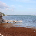 Consultants: Alternate cruise port sites worse than GT