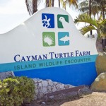 Turtle farm breeding up, finances down