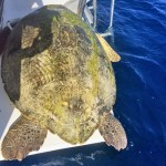 Rescued turtle killed in suspected second poaching incident