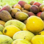 Mango festival features more than fruit