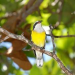 Letter: Government is right to cull Sister Islands’ feral cats