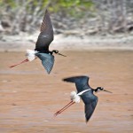 Cayman's fine-feathered friends