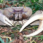 Land crab study under way