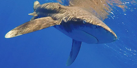 An Oceanic White Tip photographed in Cayman