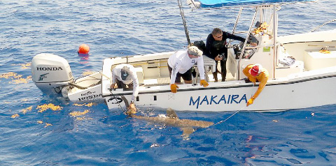 Researchers tag an oceanic whitetip shark during a fishing tournament. The tagging project features in a new documentary that will be screened to schoolchildren next week. – PHOTO: COURTESY OF GEORGE SCHELLENGER