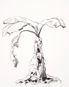 Banana_Tree