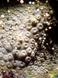 The annual coral spawning gets under way. - PHOTO: CATHY ZURA