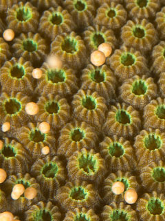 A close-up look at the spawning. - PHOTO: PETER MCKAY