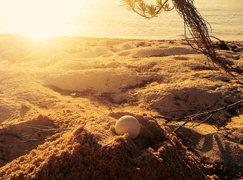 Volunteers recorded a record number of turtle nests on Little Cayman. – PHOTO: LUCY COLLYER