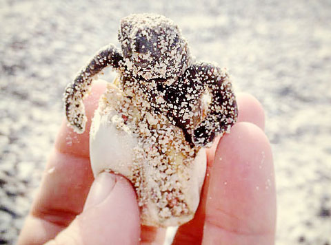A baby hawksbill turtle emerges from its egg. Record numbers of nests have been recorded on Little Cayman. -PHOTO: LUCY COLLYER