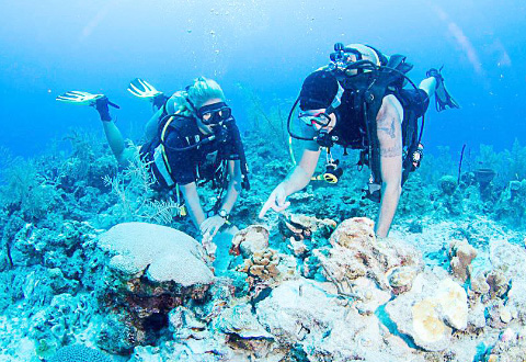 Magic Reef Recovery Project volunteers work to rebuild a section of reef destroyed by an anchor drop last year. - Photo: Lois Hatcher