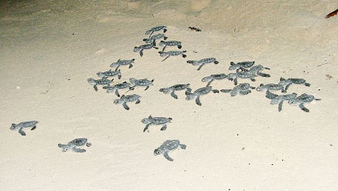Newly hatched baby turtles head for the sea, usually guided by the light of the moon reflecting on the water