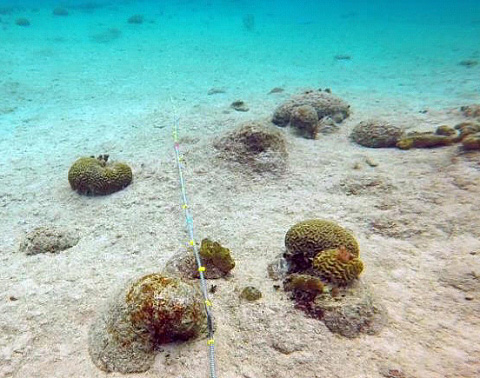 This image from the report shows the hard sandy bottom in the George Town harbor. – PHOTOs: CSA OCEAN SICENCES REPORT