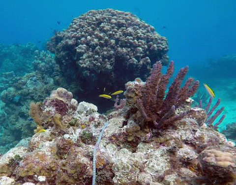 An image from the consultant’s report shows coral reef habitat in the harbor.