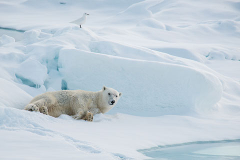 Polar bear taking break from meal