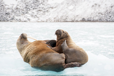 Mother & calf
