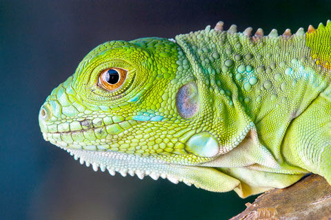 Green Iguana_CRC_6534_np