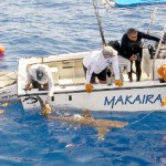 'Shark Talk' aims to change attitudes