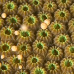 Spectacular coral spawning delights divers