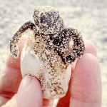 Resurgence in Little Cayman turtle nesting