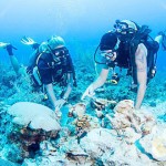 Event to showcase work of 'Magic Reef' volunteers