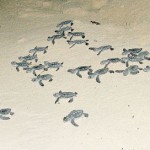 Turtle hatchlings killed in beach bonfire