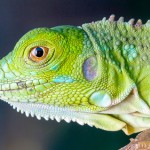 $200K project planned to control iguana pest