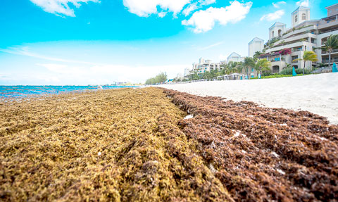 Seaweed on 7mile beach 1-2