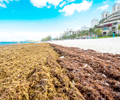 Seaweed on SMB