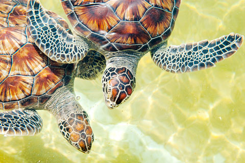 Turtles-1